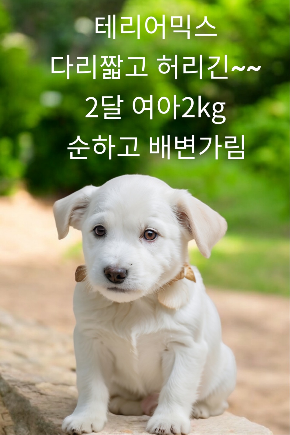 성주유기동물보호센터_447521202400465